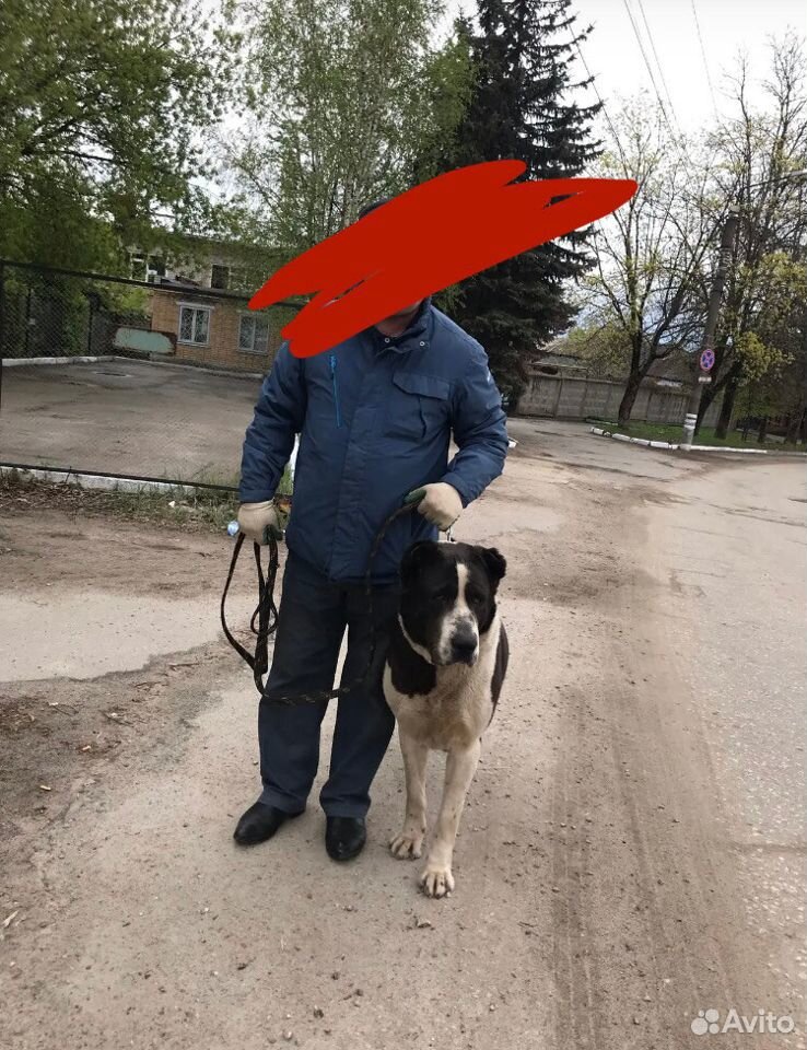 Среднеазиатские Овчарки (2 собаки) купить на Зозу.ру - фотография № 8