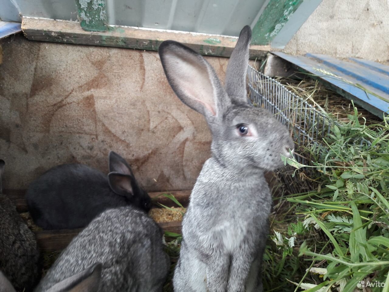 Кролики вырастают до 5кг купить на Зозу.ру - фотография № 6