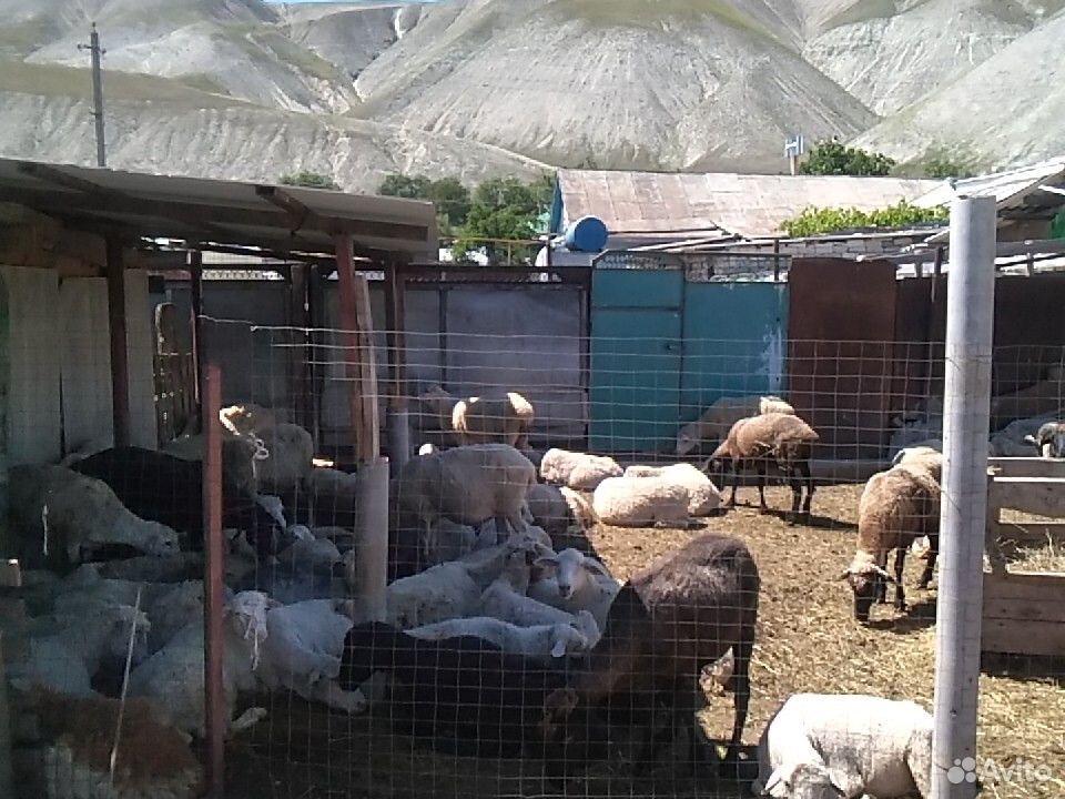 Овцы, ягнята, баранчики купить на Зозу.ру - фотография № 2