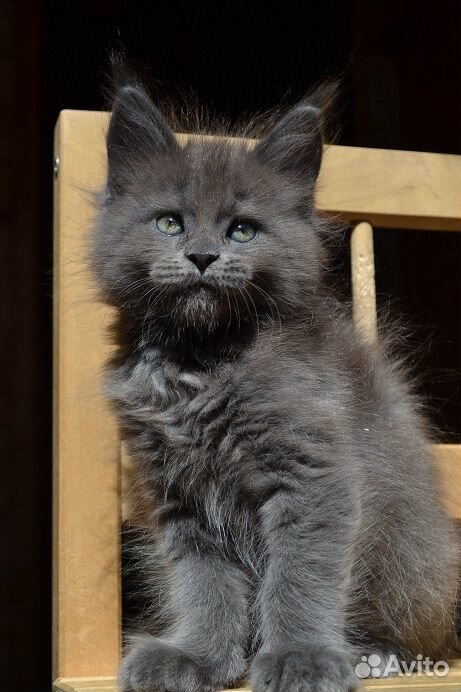 Голубой котик мейнкун купить на Зозу.ру - фотография № 2