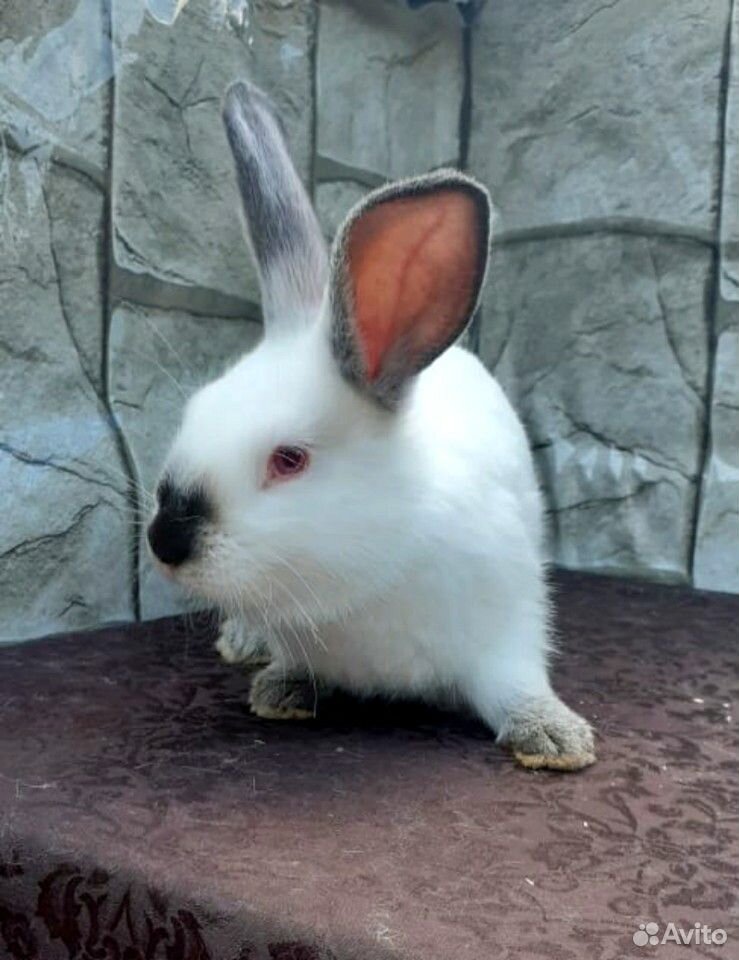 Крольчата Калифорнийского кролика купить на Зозу.ру - фотография № 2