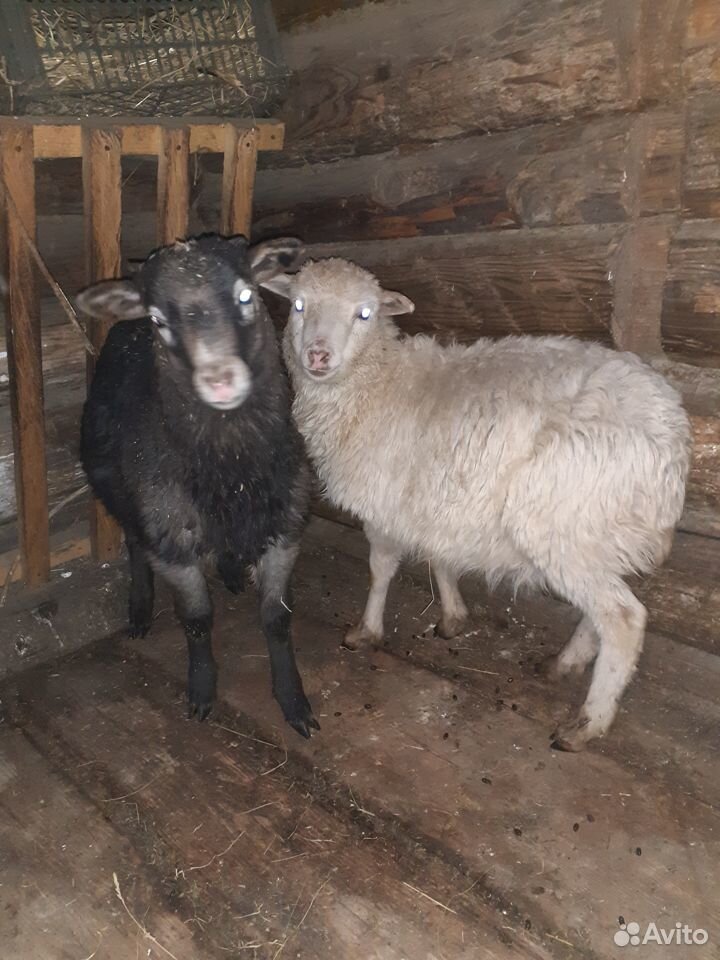 Продам овец баранов купить на Зозу.ру - фотография № 1