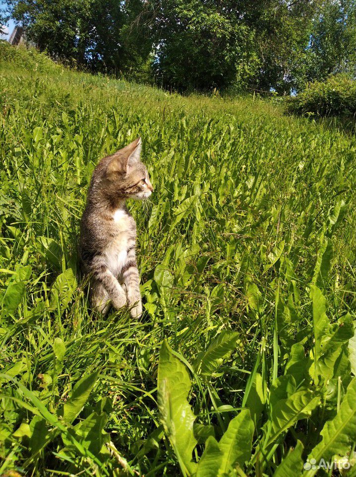 Котёнок ищет хозяев купить на Зозу.ру - фотография № 2