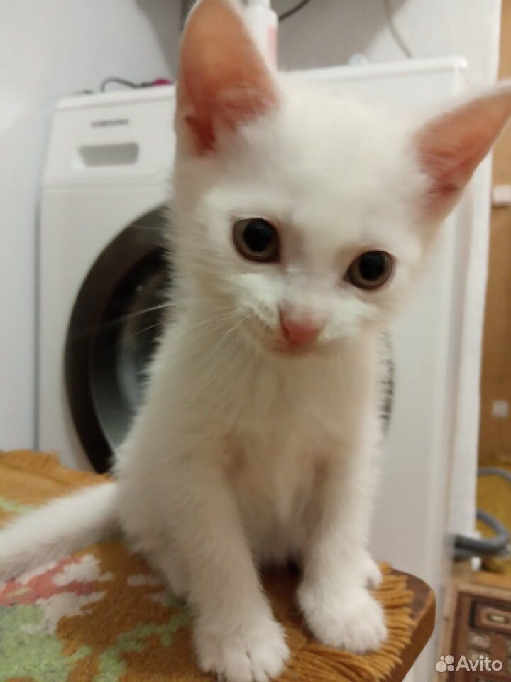 Белый котёнок купить на Зозу.ру - фотография № 3