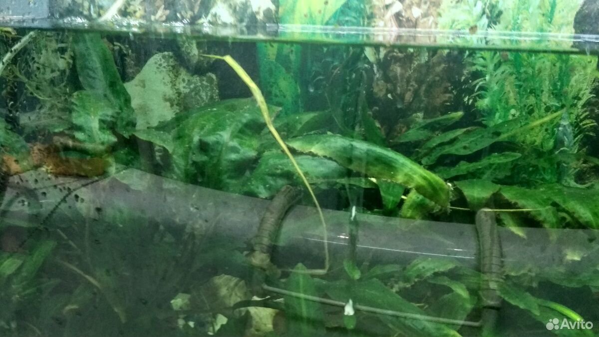 Трава аквариумная, сомики анцитрусы, скалярия купить на Зозу.ру - фотография № 3