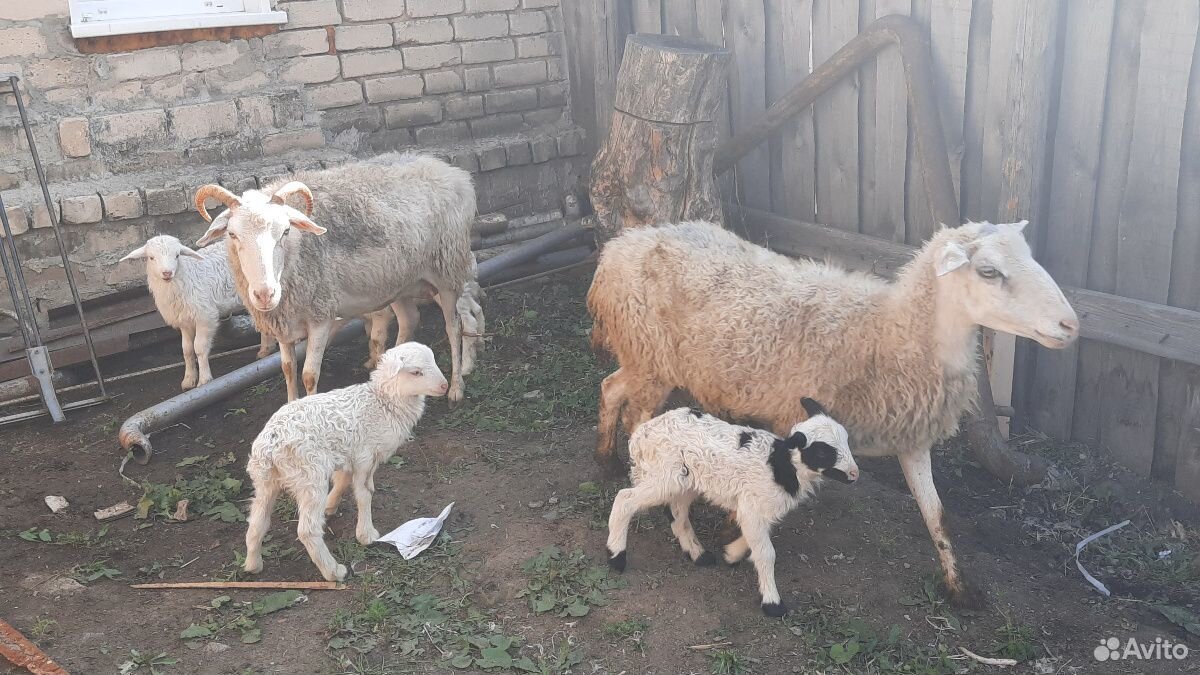 Овцы с ягнятами купить на Зозу.ру - фотография № 8