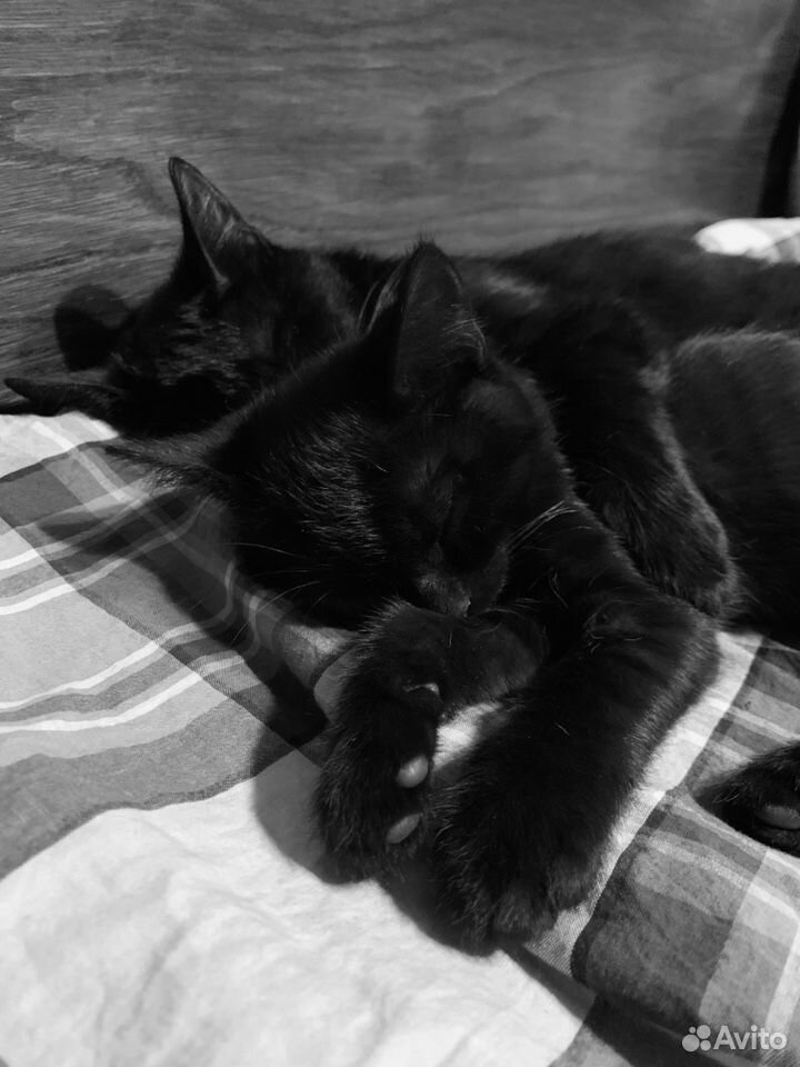 Чёрные котята купить на Зозу.ру - фотография № 4