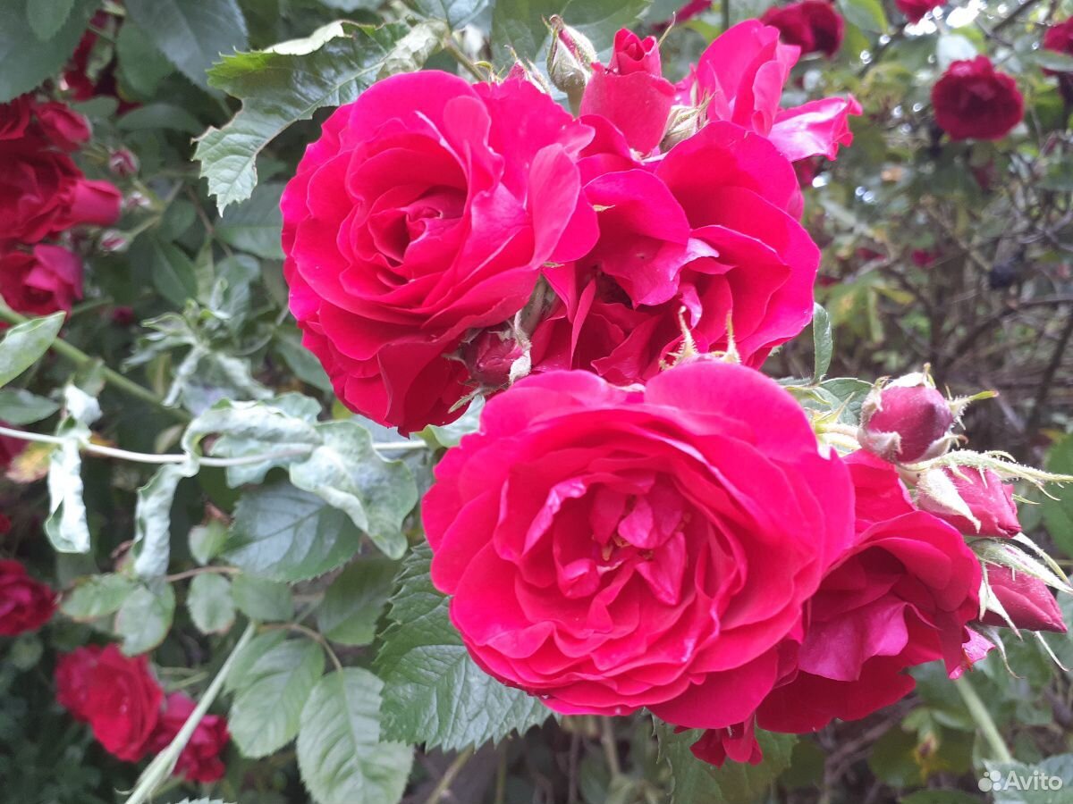 Букеты роз и цветов купить на Зозу.ру - фотография № 5