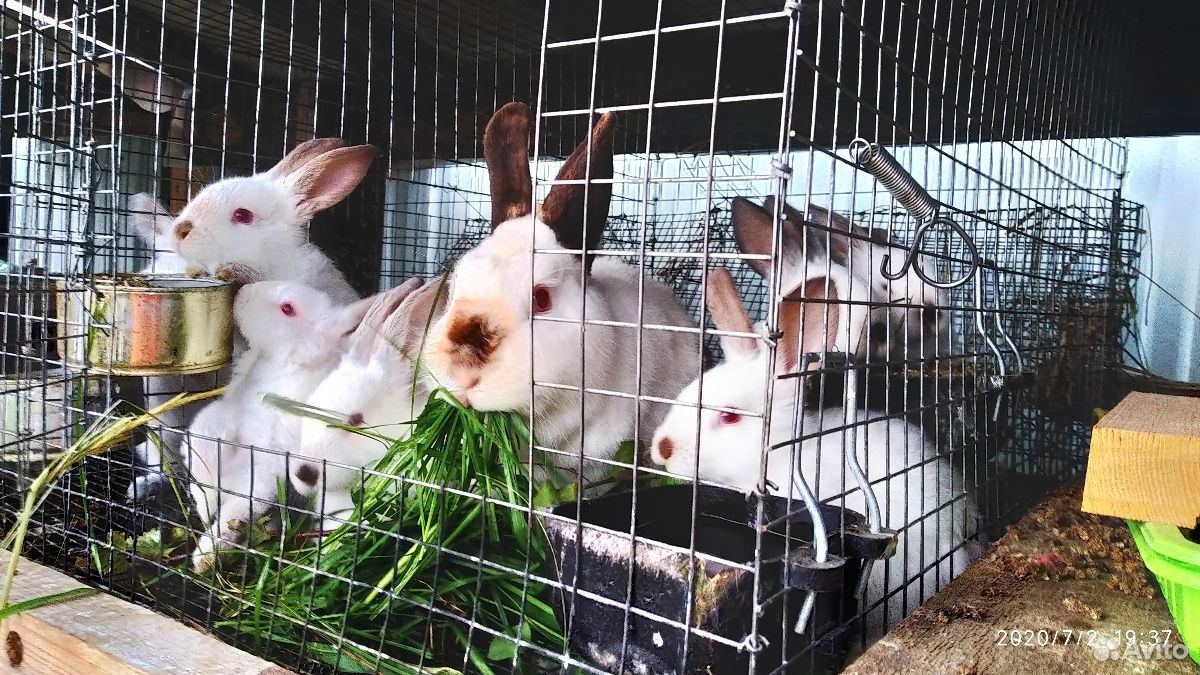 Крольчата Французский баран и Калифорния купить на Зозу.ру - фотография № 9