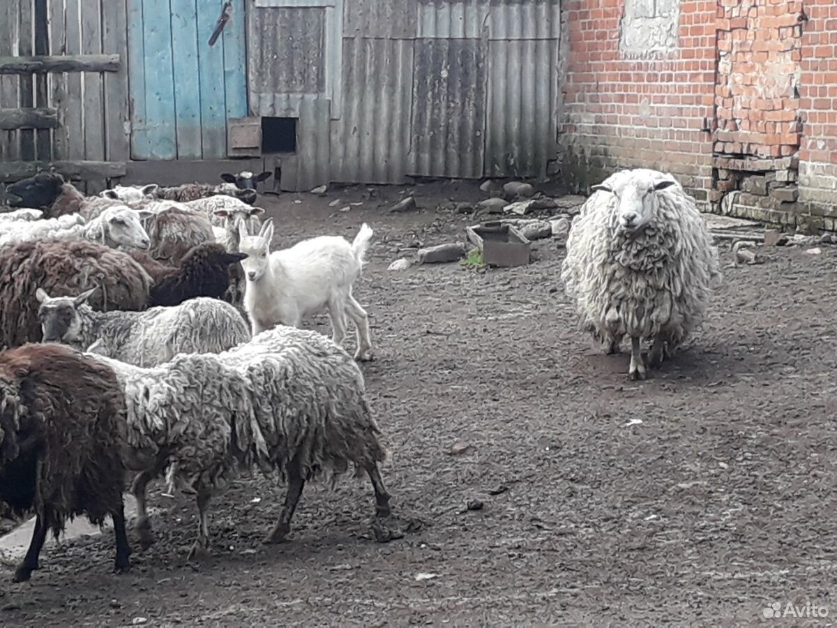 Овцы, тёлки купить на Зозу.ру - фотография № 3