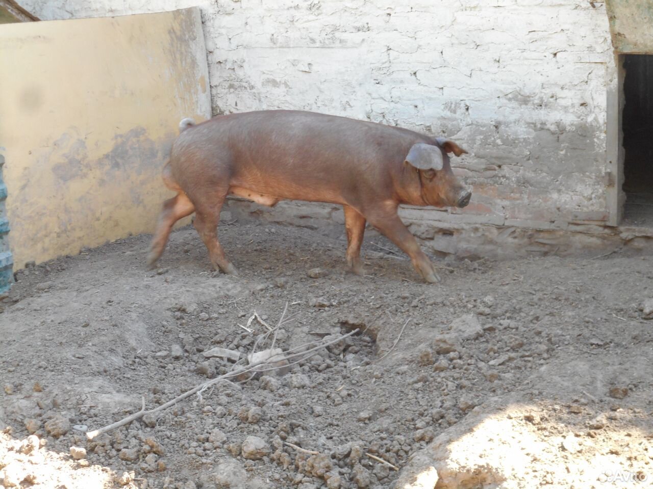 Свиньи на мясо,на племя дюрки купить на Зозу.ру - фотография № 1
