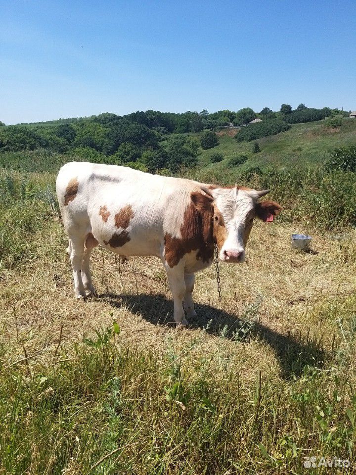 Корова, бычки купить на Зозу.ру - фотография № 7