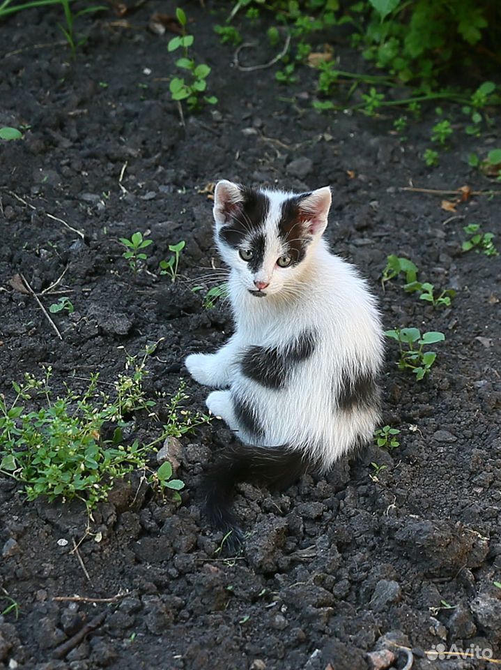 Котята от кошки мышеловки купить на Зозу.ру - фотография № 6