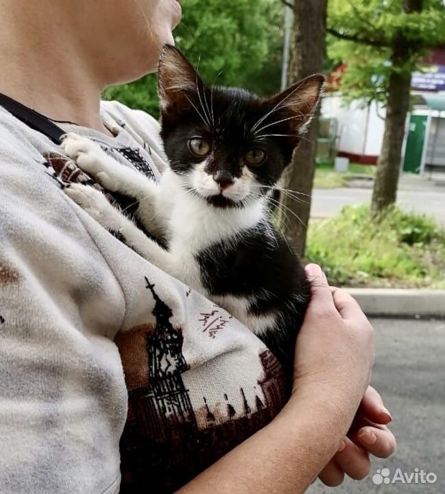 Котёнок, оставленный в магазине ищет дом купить на Зозу.ру - фотография № 2