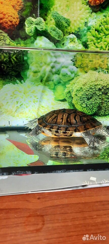 Красноухая черепаха купить на Зозу.ру - фотография № 2