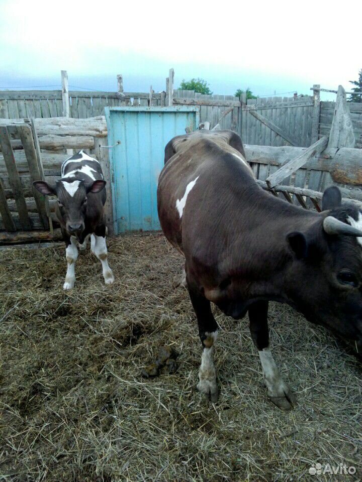 Корова с 5-и месячным подсосным теленком купить на Зозу.ру - фотография № 1