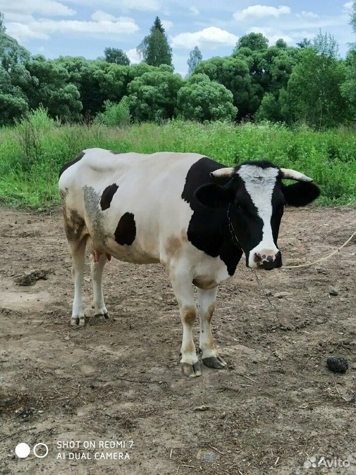 Срочнопродаются коровы купить на Зозу.ру - фотография № 2