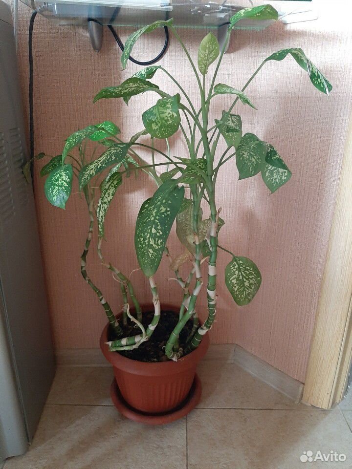 Комнатные растения купить на Зозу.ру - фотография № 4