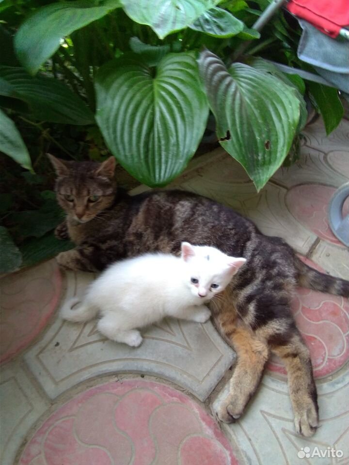 Белые котята, котик, котенок купить на Зозу.ру - фотография № 5