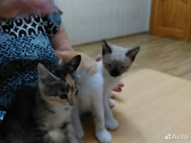 Котята в хорошие руки купить на Зозу.ру - фотография № 3