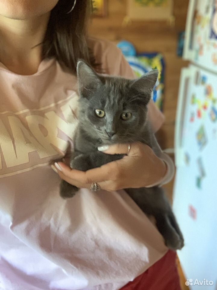 Котёнок Мила купить на Зозу.ру - фотография № 1