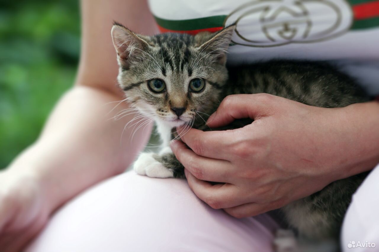 Котенок в добрые руки купить на Зозу.ру - фотография № 6