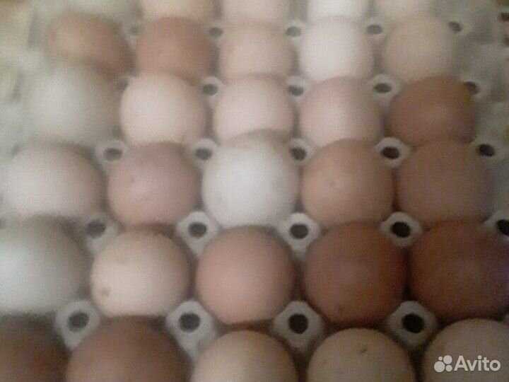 Яйца куриные купить на Зозу.ру - фотография № 2