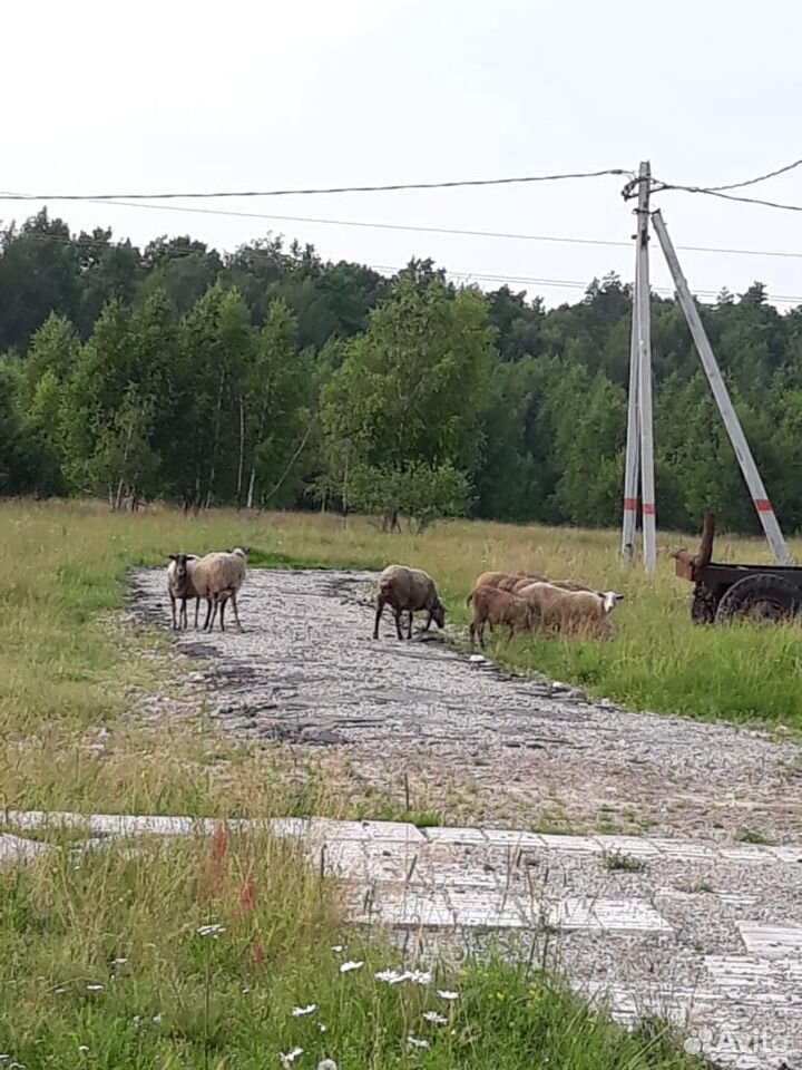 Овцы,Бараны купить на Зозу.ру - фотография № 2