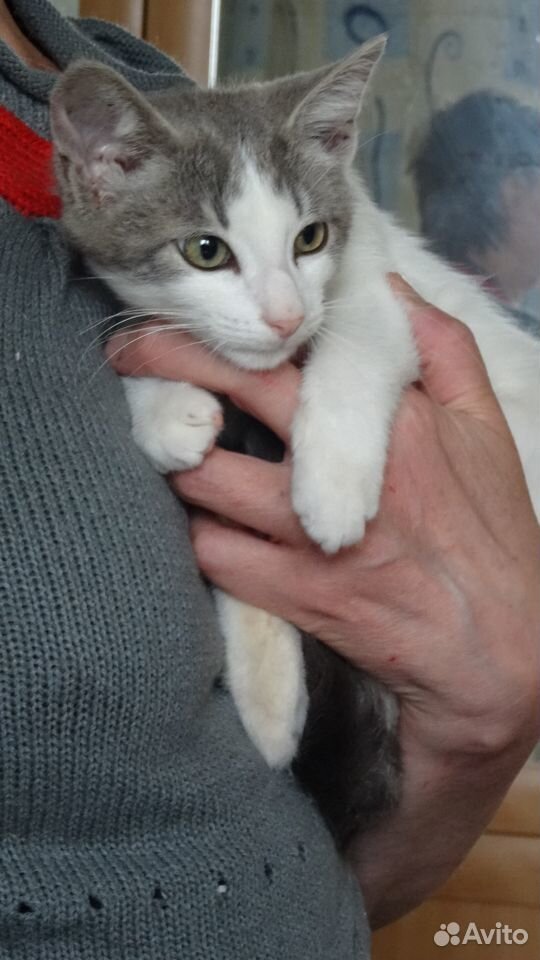 Котенок в надежные руки купить на Зозу.ру - фотография № 3