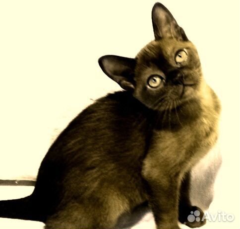 Соболиные котята 3 месяца из питомника купить на Зозу.ру - фотография № 8