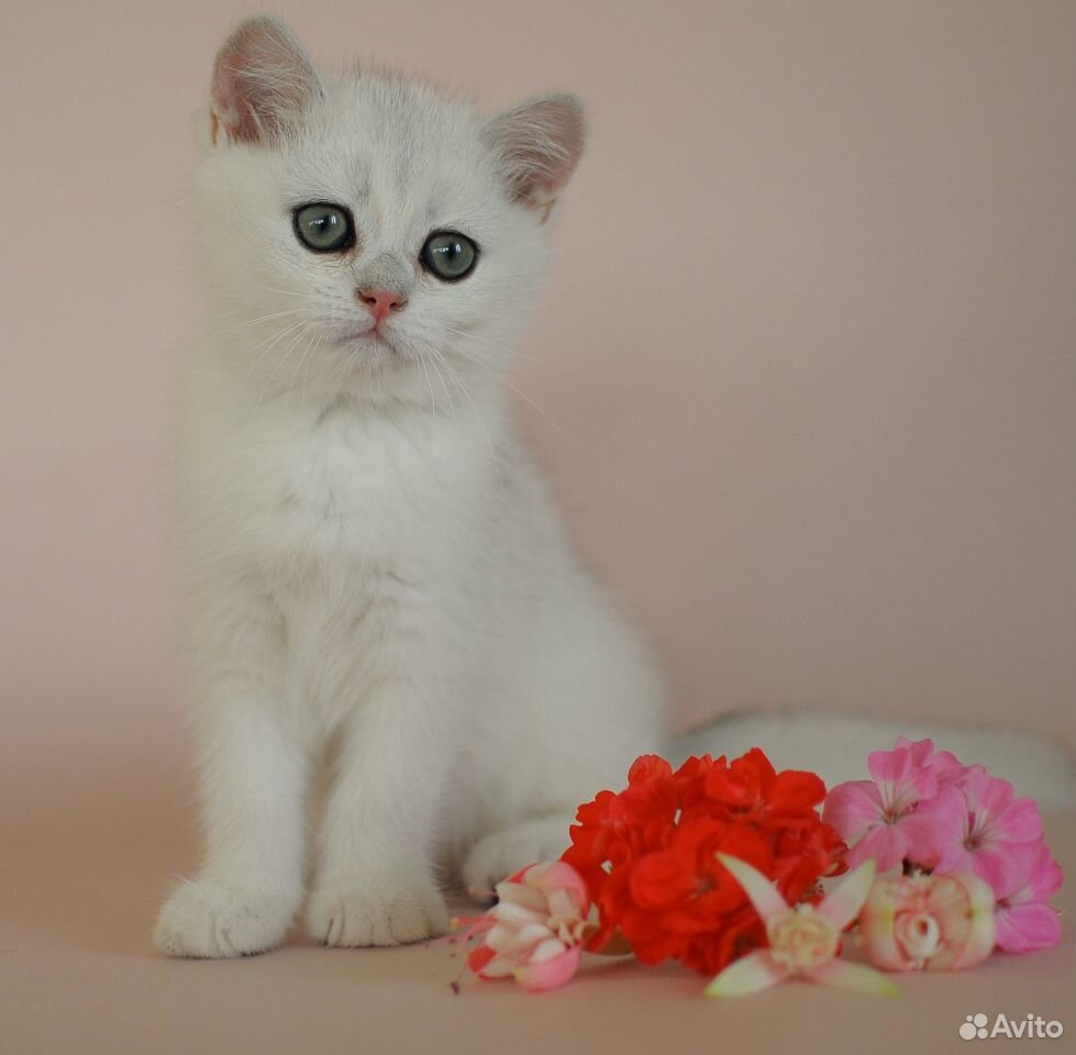 Британский котик серебристая шиншилла купить на Зозу.ру - фотография № 2