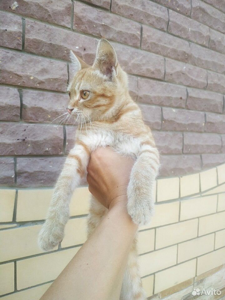 Рыжий котенок купить на Зозу.ру - фотография № 2