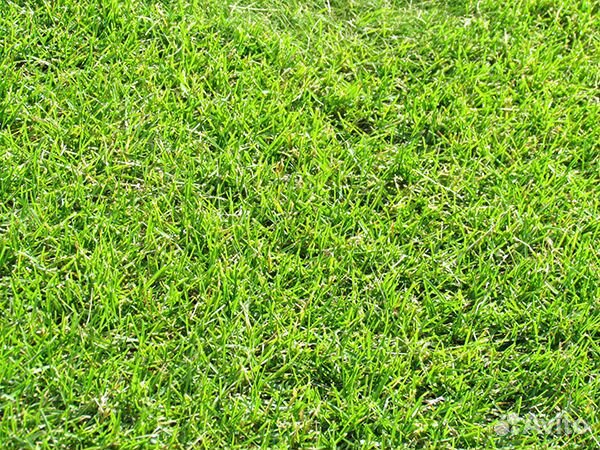 Рулонный газон трава в рулонах доставка купить на Зозу.ру - фотография № 4