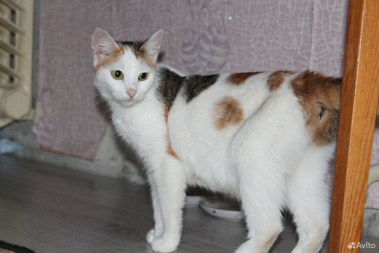 Ласковая и умная молодая кошка Малая, мышеловка купить на Зозу.ру - фотография № 1