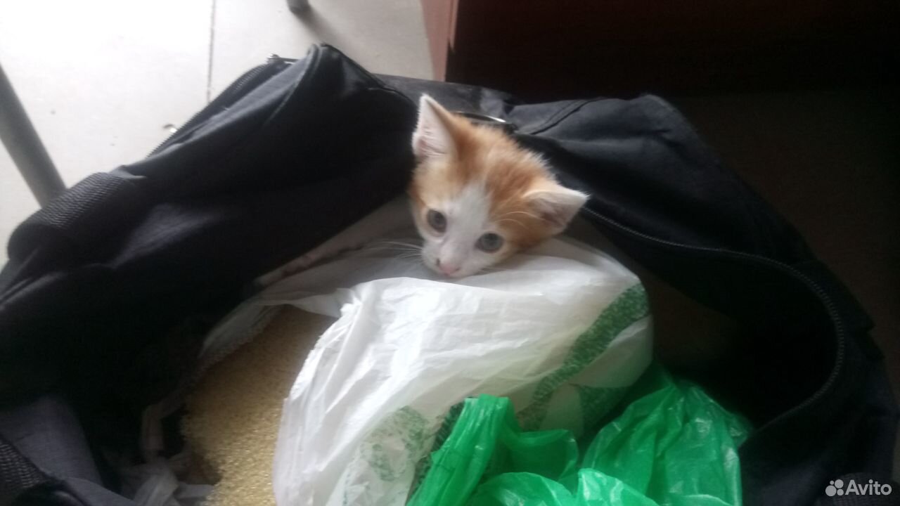 Котенок 1.5 месяца мальчик купить на Зозу.ру - фотография № 1