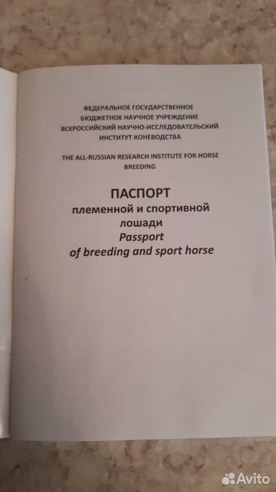 Лошадь англо-кабардинской породы, 2016 года рожден купить на Зозу.ру - фотография № 6