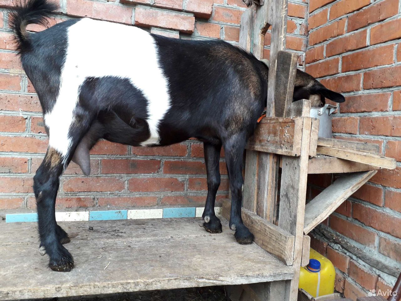 Альпийские доиные козы купить на Зозу.ру - фотография № 1
