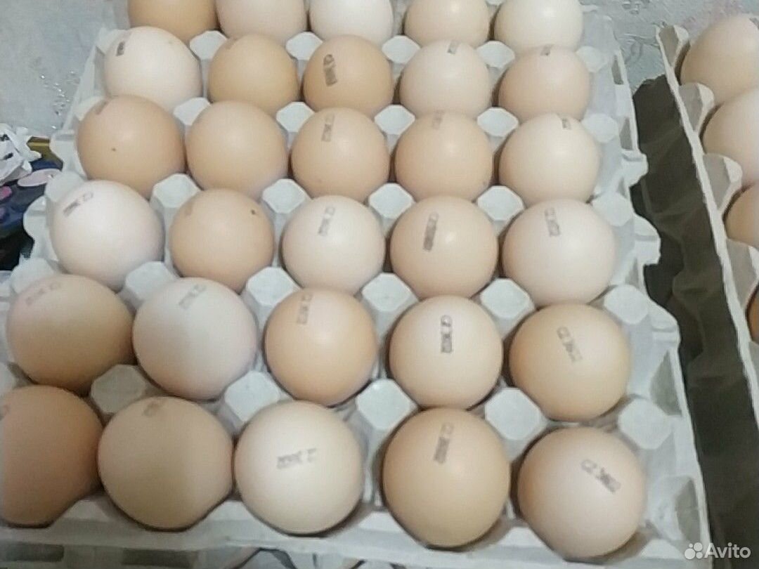 Ломан Браун инкубационное яйцо купить на Зозу.ру - фотография № 1