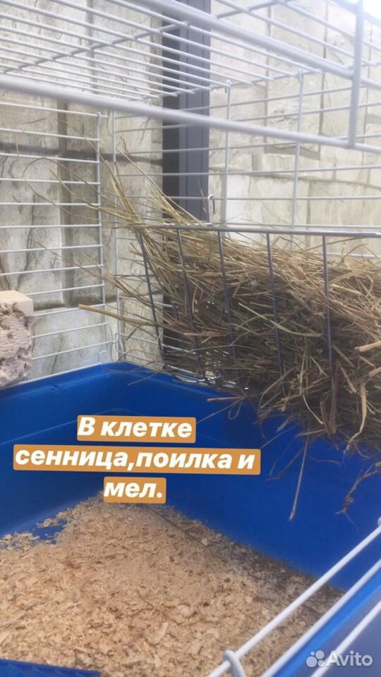 Кролик и клетка купить на Зозу.ру - фотография № 5