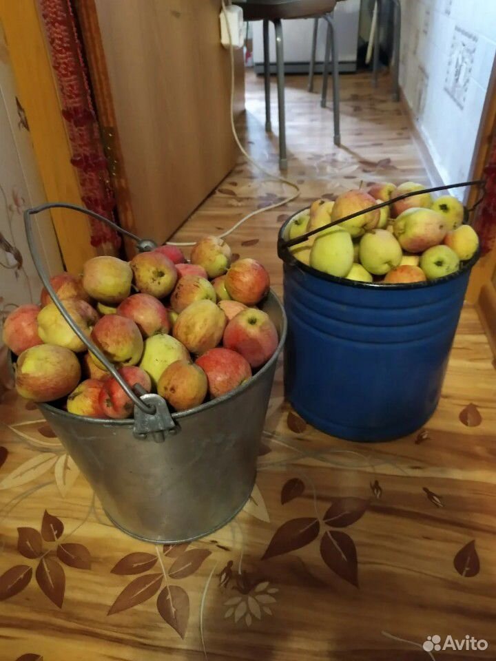 Яблоки купить на Зозу.ру - фотография № 1