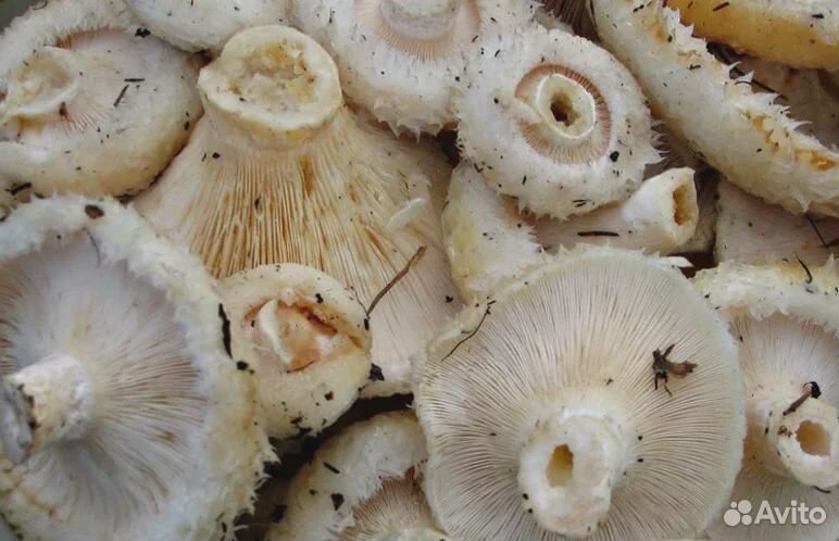 Груздь грибы мокрый настоящий свежий купить на Зозу.ру - фотография № 1
