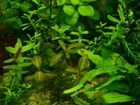 Растения для аквариума объявление продам