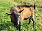 Чистопородный Чешский козёл для случки объявление продам