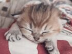 Очаровательные породистые шотландские котята объявление продам