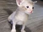 Чистокровные Абиссинские котята объявление продам