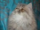 Персидская кошка экстремальная объявление продам