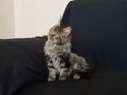 Кот - красавец объявление продам