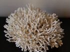 Морские кораллы объявление продам