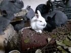 Кролики Венские голубые объявление продам