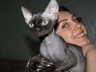 Котёнок Девон Рекс объявление продам